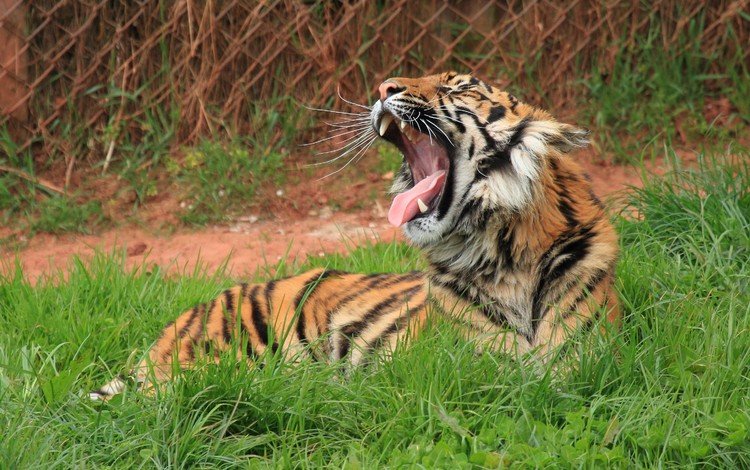 тигр, трава, лежит, пасть, зевает, дикая кошка, tiger, grass, lies, mouth, yawns, wild cat