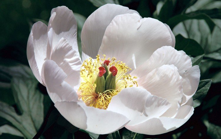 лепестки, мак, пион, белый цветок, petals, mac, peony, white flower