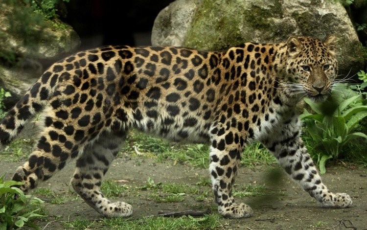леопард, хищник, большая кошка, амурский, leopard, predator, big cat, amur