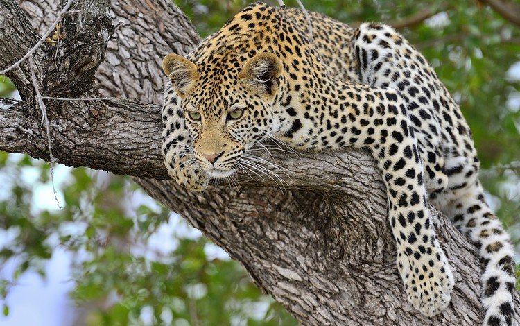 дерево, леопард, хищник, большая кошка, tree, leopard, predator, big cat