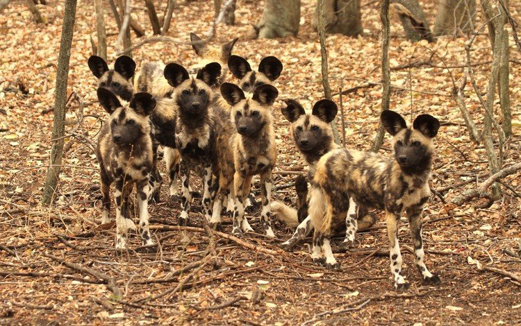 природа, стая, собаки, гиены, гиеновые, гиеновая собака, гиеновидная собака, nature, pack, dogs, hyenas, hyenas dog, the african wild dog