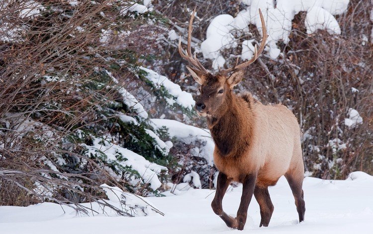 снег, природа, лес, олень, зима, рога, snow, nature, forest, deer, winter, horns