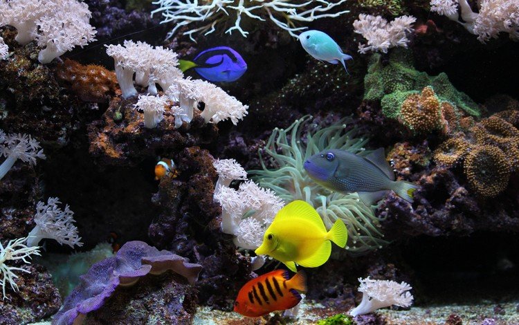 рыбки, рыбы, красочные, аквариум, кораллы, яркие, подводный мир, аквариумные рыбки, fish, colorful, aquarium, corals, bright, underwater world, aquarium fish