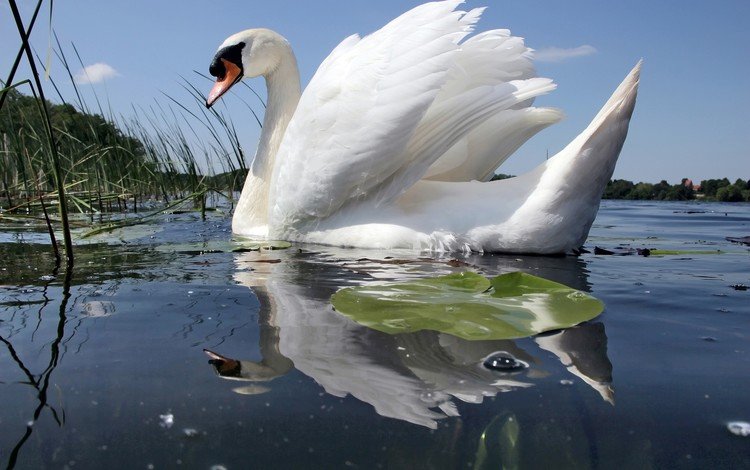 вода, отражение, белый, птицы, лебедь, шипун, water, reflection, white, birds, swan, mute
