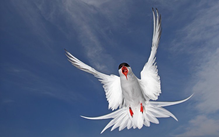 полет, крылья, чайка, птица, перья, полярная крачка, flight, wings, seagull, bird, feathers, arctic tern