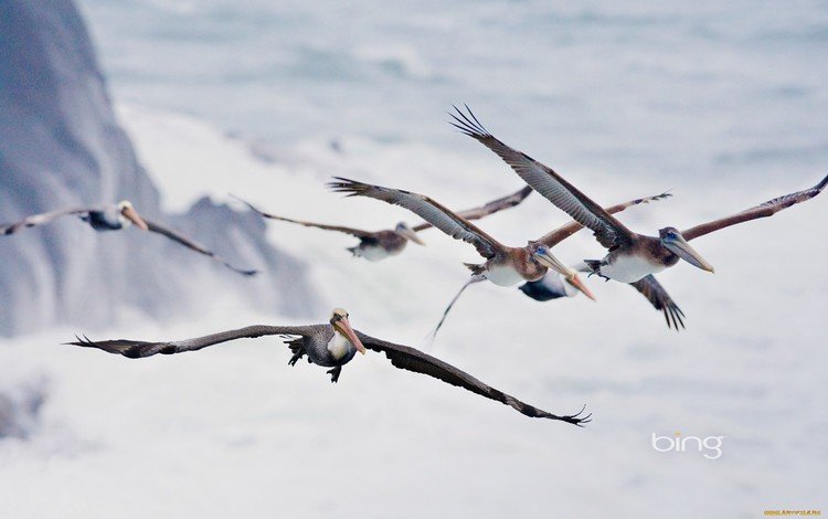 море, полет, крылья, птицы, пеликаны, sea, flight, wings, birds, pelicans