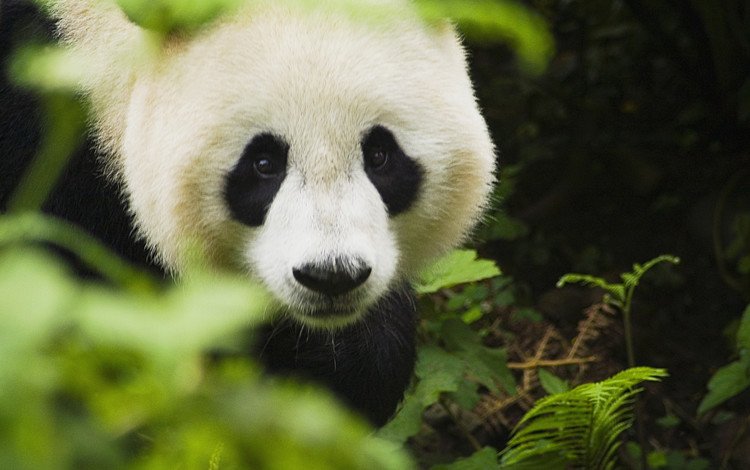 зелень, животные, панда, бамбуковый медведь, greens, animals, panda, bamboo bear