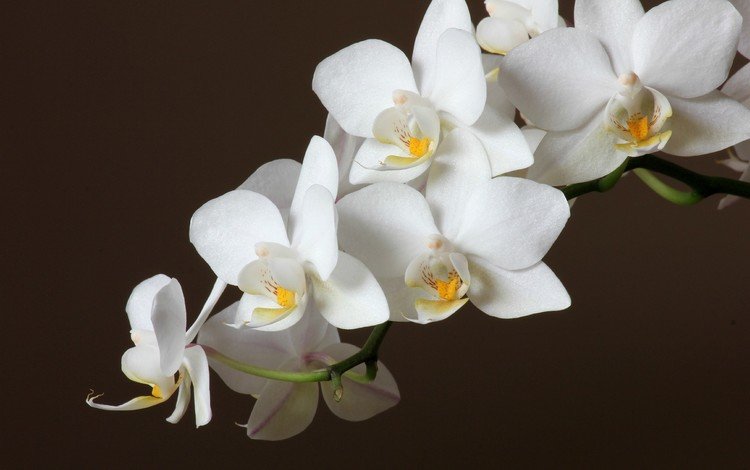 цветы, черный фон, белая, орхидея, flowers, black background, white, orchid