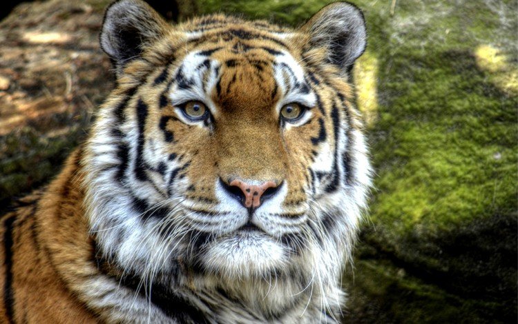тигр, морда, взгляд, хищник, tiger, face, look, predator