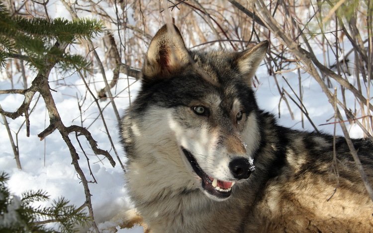 снег, лес, зима, хищник, волк, snow, forest, winter, predator, wolf