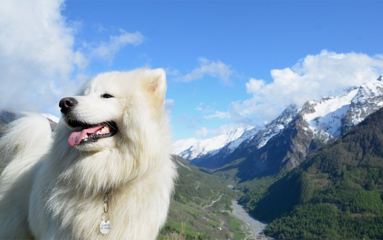 горы, собака, белая, самоед, самоедская лайка, mountains, dog, white, samoyed, samoyed husky