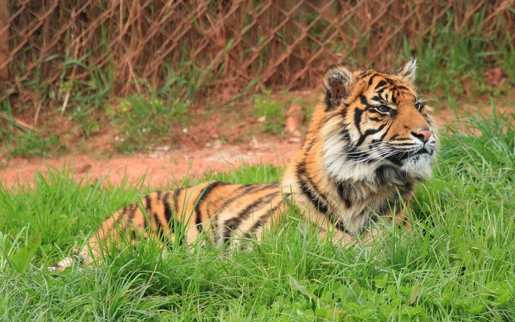 тигр, трава, лежит, хищник, дикая кошка, tiger, grass, lies, predator, wild cat