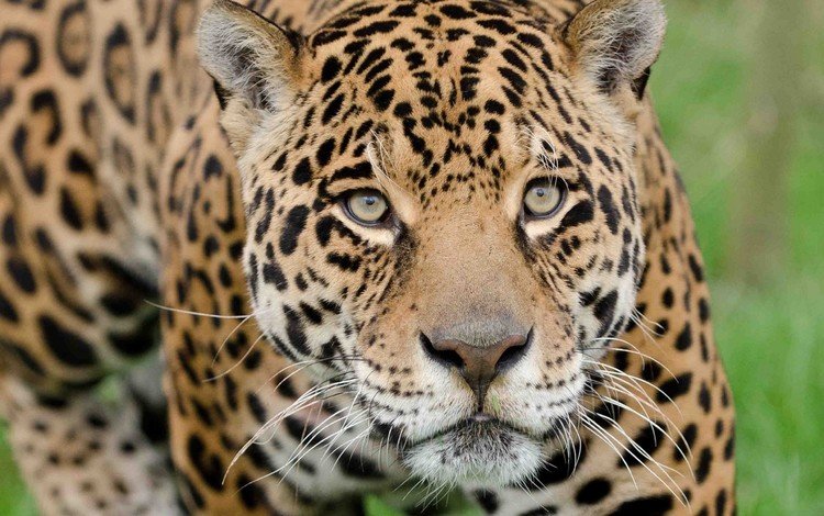 морда, взгляд, хищник, ягуар, дикая кошка, face, look, predator, jaguar, wild cat