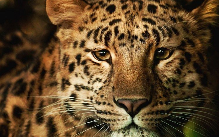 морда, усы, кошка, леопард, хищник, face, mustache, cat, leopard, predator