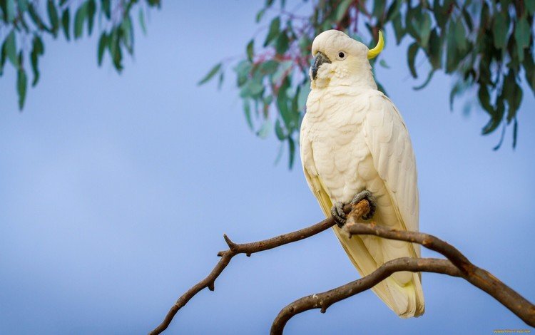 ветка, птицы, попугай, большой желтохохлый какаду, branch, birds, parrot, big jeltuhay cockatoo