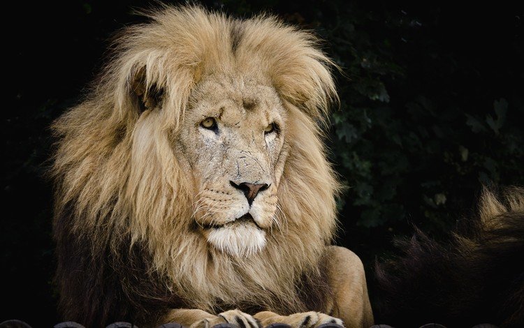 хищник, царь, лев, грива, predator, king, leo, mane