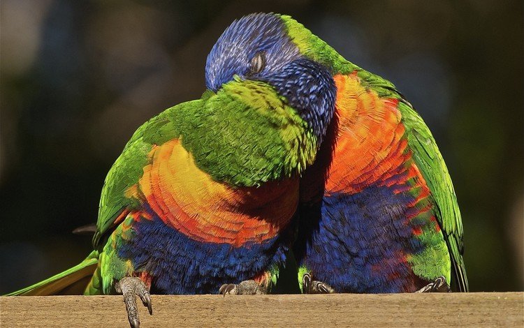 птицы, поцелуй, многоцветный, попугаи, лорикет, радужный, birds, kiss, multicolor, parrots, rainbow lorikeet, rainbow