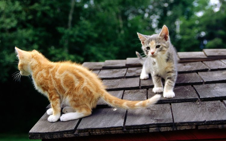 кошки, крыша, котята, любопытство, cats, roof, kittens, curiosity