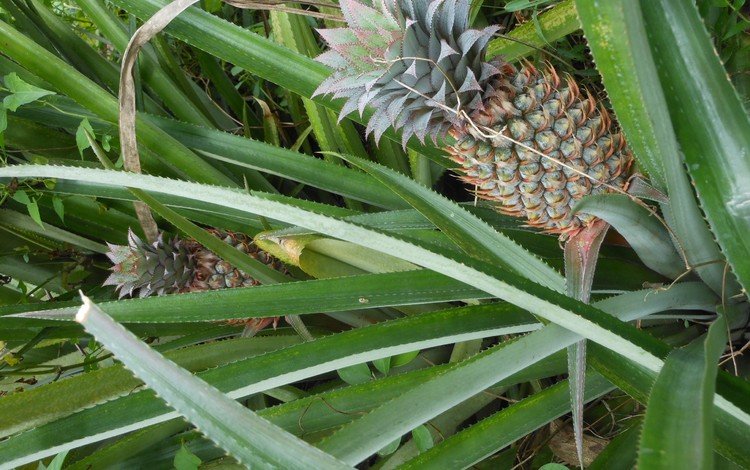 природа, растение, ананас, nature, plant, pineapple