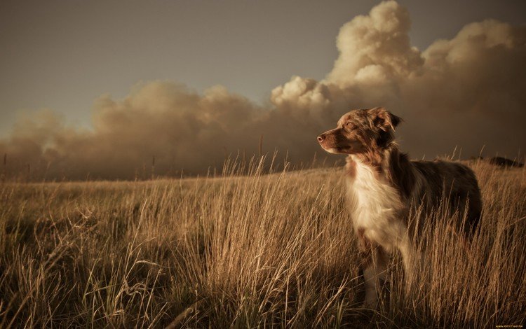 облака, закат, пейзаж, поле, собака, ветер, друг, австралийская овчарка, clouds, sunset, landscape, field, dog, the wind, each, australian shepherd