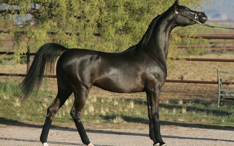 лошадь, черный, конь, арабский жеребец, horse, black, arab stallion