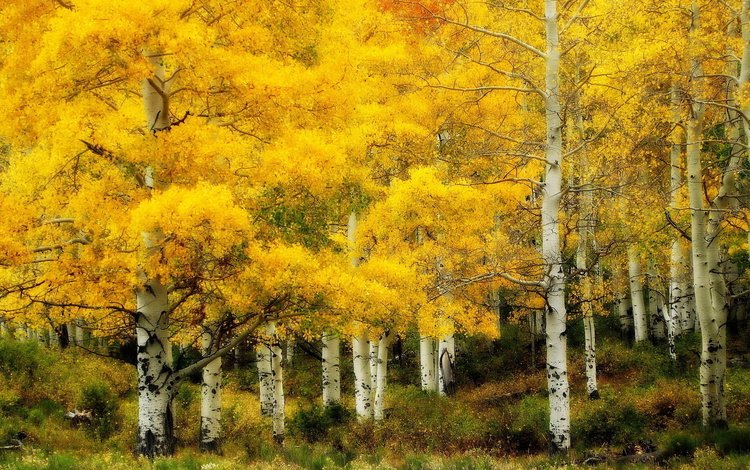 пейзаж, березы, осень, роща, landscape, birch, autumn, grove