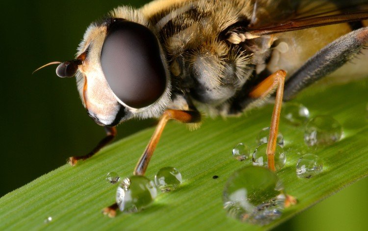 глаза, макро, капли, лист, насекомые, пчела, крупным планом, eyes, macro, drops, sheet, insects, bee, closeup