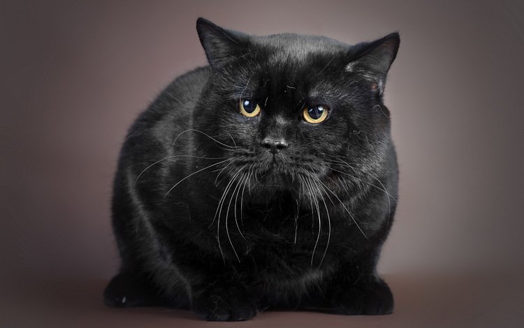 фон, кот, кошка, взгляд, черный, background, cat, look, black