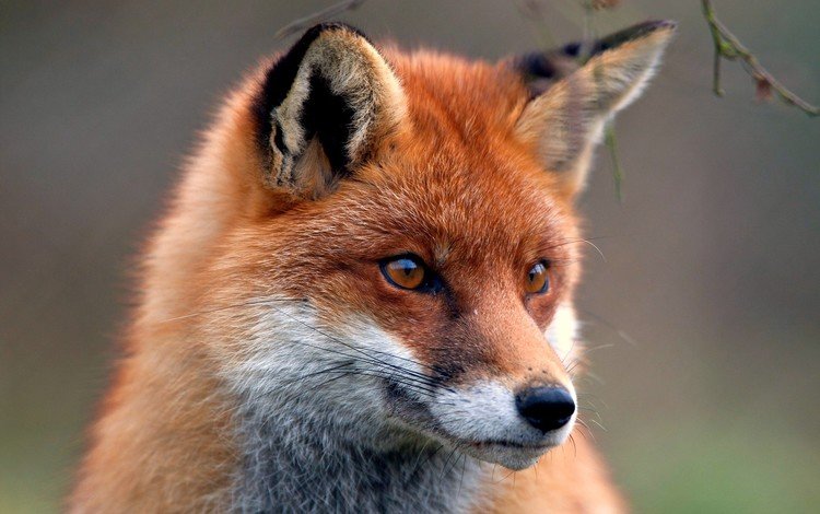 животные, мордочка, взгляд, лиса, хищник, лисица, animals, muzzle, look, fox, predator