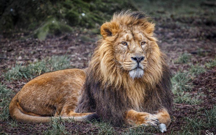 лежит, хищник, львы, лев, царь зверей, lies, predator, lions, leo, the king of beasts