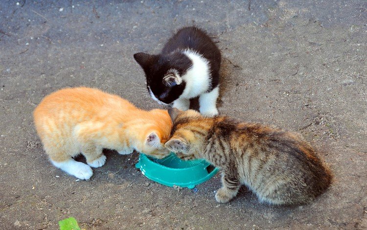 кошки, котята, молоко, миска, cats, kittens, milk, bowl