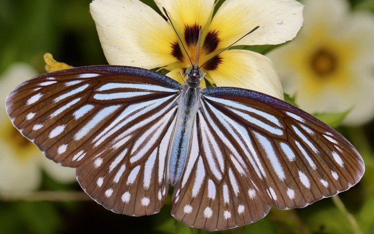 цветы, насекомое, бабочка, крылья, крупным планом, flowers, insect, butterfly, wings, closeup