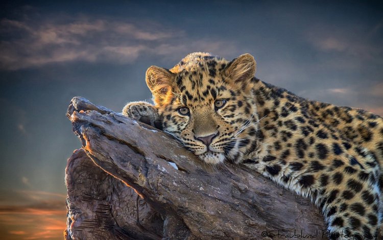 дерево, кошка, взгляд, леопард, хищник, отдых, tree, cat, look, leopard, predator, stay