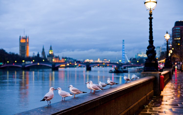 лондон, птицы, англия, набережная, чайки, купола, london, birds, england, promenade, seagulls, dome