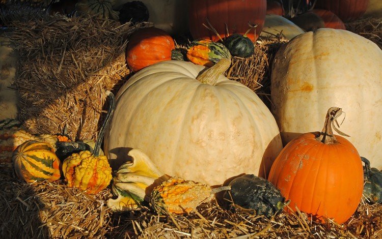 урожай, овощи, солома, тыквы, тыква, harvest, vegetables, straw, pumpkin