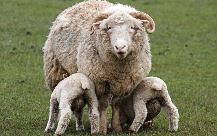 трава, рога, детки, овцы, овечки, овца, животные.овца, домашний скот, grass, horns, kids, sheep, animals.sheep, livestock