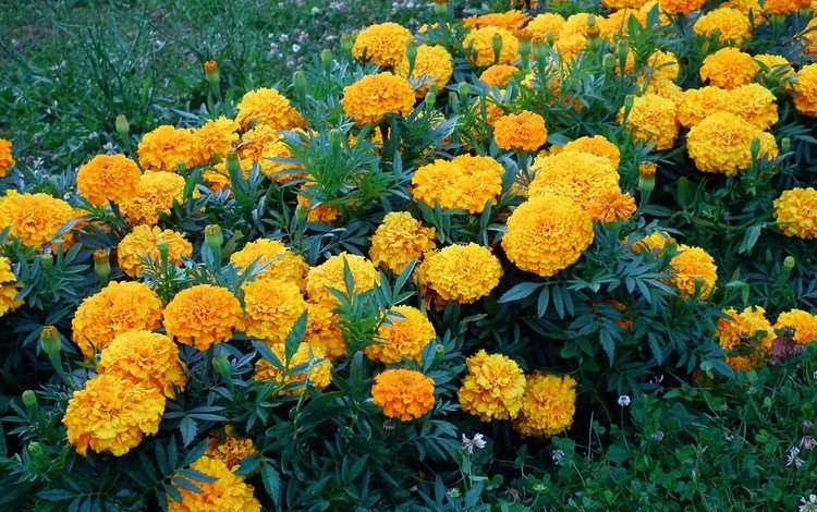 бархатцы, цветы., желтые цветы, marigolds, flowers., yellow flowers