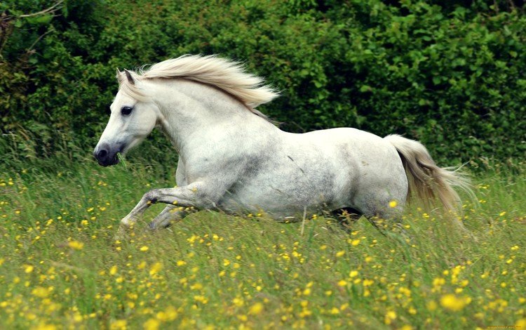 цветы, лошадь, белый, луг, конь, грива, бег, flowers, horse, white, meadow, mane, running