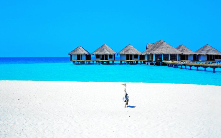 море, пляж, отдых, бунгало, птичка, тропики, мальдивы, sea, beach, stay, bungalow, bird, tropics, the maldives