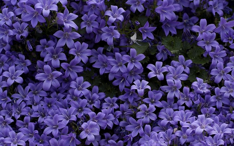 цветы, колокольчики, ковер, фиолетовые, flowers, bells, carpet, purple