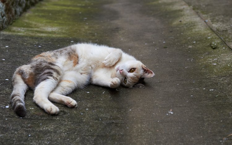 кошка, лежит, асфальт, cat, lies, asphalt