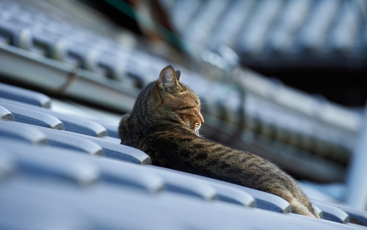 кот, кошка, лежит, крыша, черепица, cat, lies, roof, tile