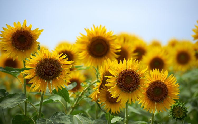 небо, цветы, лето, подсолнухи, желтые, the sky, flowers, summer, sunflowers, yellow