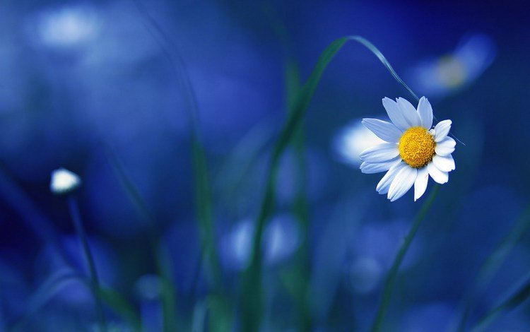 макро, цветок, ромашка, ромашки, синий фон, macro, flower, daisy, chamomile, blue background