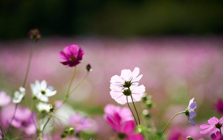 цветы, поле, розовые, белые, космея, flowers, field, pink, white, kosmeya