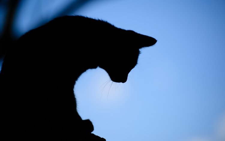 вечер, фон, кот, силуэт, the evening, background, cat, silhouette