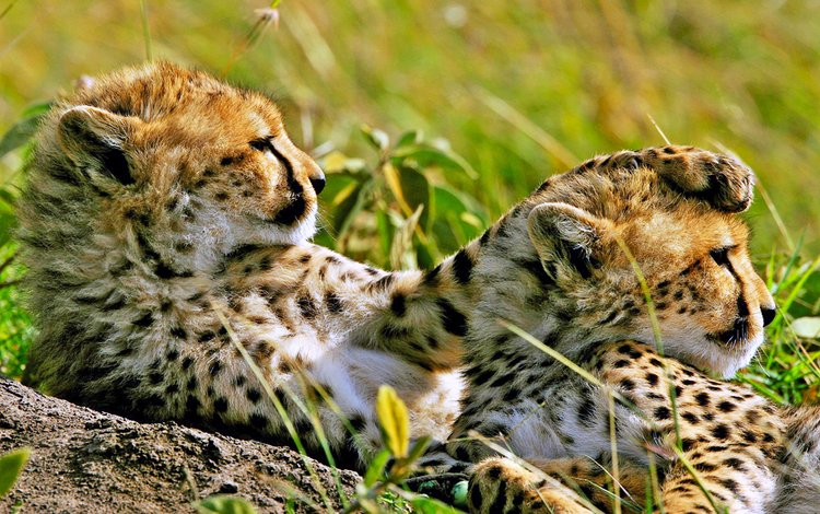 гепарды, cheetahs