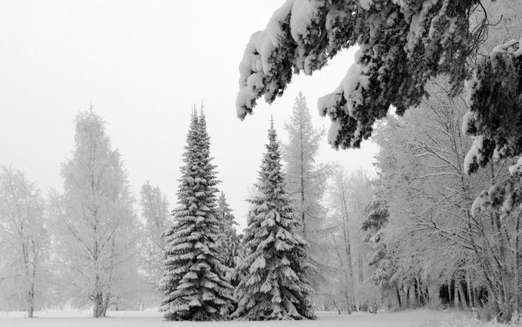 деревья, ели, снег, природа, зима, пейзаж, холод, ель, елки, trees, ate, snow, nature, winter, landscape, cold, spruce, tree
