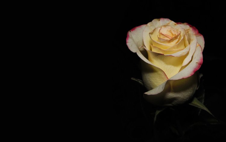 роза, подарок, нежные лепестки, rose, gift, delicate petals