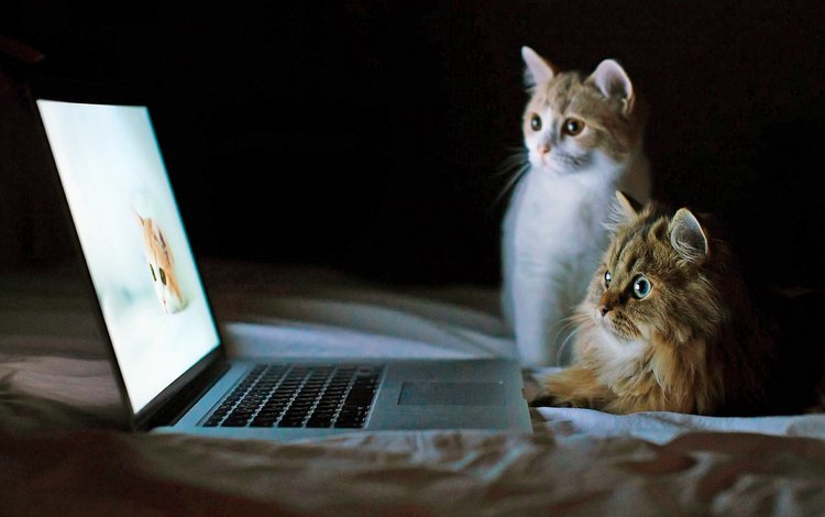 кошки, ноутбук, cats, laptop
